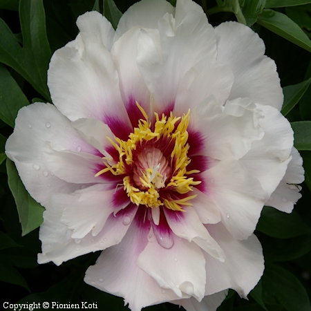 Paeonia Itoh-Ryhmä 'Cora Louise'